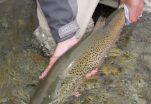Brendan Shields 's Fly-fishing Photo of a Brown trout – Fly dreamers 