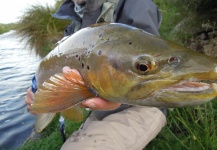 Fly-fishing Picture of Brookie shared by Brendan Shields   ( Guide ) – Fly dreamers