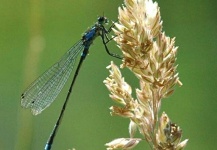  Interesante Fotografía de Entomología y Pesca con Mosca compartida por Antonio Lynch – Fly dreamers