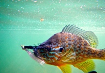 Remick Smothers 's Fly-fishing Photo of a Pumpkinseed – Fly dreamers 