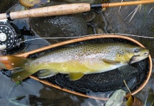 Fly-fishing Picture of Brown trout shared by Michael Csmereka – Fly dreamers