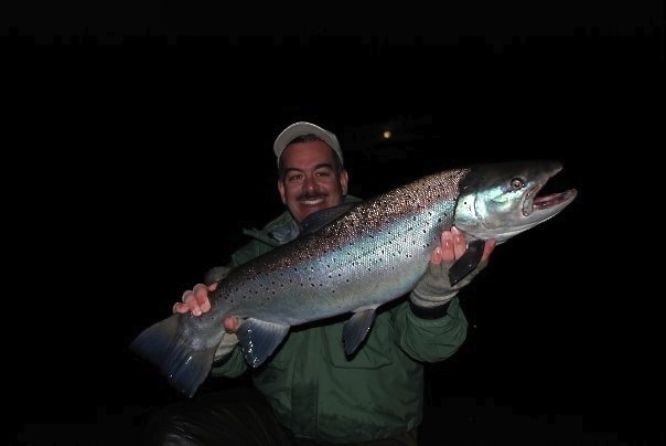 20 pound Brown trout