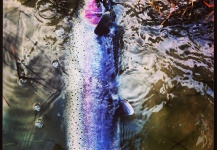 Fly-fishing Pic of Rainbow trout shared by Eamonn Patrick – Fly dreamers 
