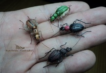 Fly-tying Image by Sergio Córdoba 