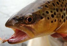  Foto de Pesca con Mosca de Trucha marrón por Richard Brumleve – Fly dreamers 