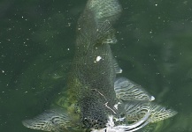 Fly-fishing Pic of Rainbow trout shared by Walter Ruiz – Fly dreamers 