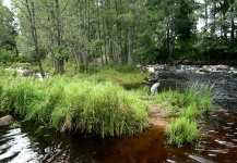 Cool Fly-fishing Situation Picture by Snjezana Bratic 