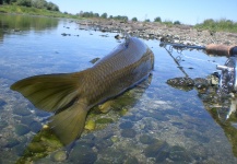 MICH BARBUS 's Fly-fishing Photo of a Barbel – Fly dreamers 