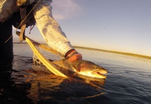  Fotografía de Pesca con Mosca de Trucha arcoiris compartida por Brent Wilson – Fly dreamers