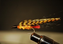 Fly for Brown trout - Image shared by Gustavo Alonso – Fly dreamers