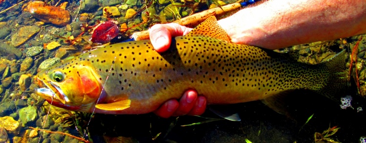 Yakima River Cutthroat