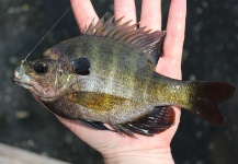 Fly-fishing Pic of Bluegill shared by Robert Gibbes – Fly dreamers 