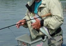 Jack Denny 's Fly-fishing Picture of a Shad – Fly dreamers 