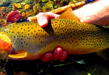 Jay Perry 's Fly-fishing Image of a Cutthroat – Fly dreamers 