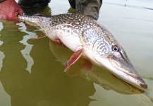 Fly-fishing Photo of Pike shared by Brent Wilson – Fly dreamers 