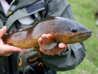 Fly fishing picture