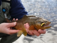 Fly fishing picture