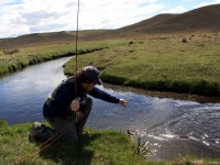 Fly fishing picture