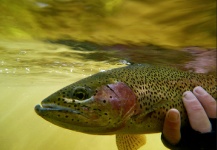 Fly-fishing Picture of Rainbow trout shared by Alex Habibeh – Fly dreamers