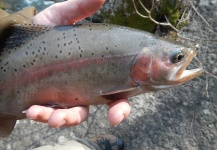  Fotografía de Pesca con Mosca de Trucha arcoiris por Dennis Perko Jr – Fly dreamers 