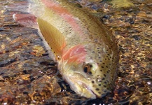  Captura en Pesca con Mosca de Trucha arcoiris por Shane Ritter – Fly dreamers