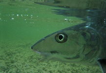 Pesca con Mosca de Bonefish en Las Salinas, Cuba - Fly dreamers