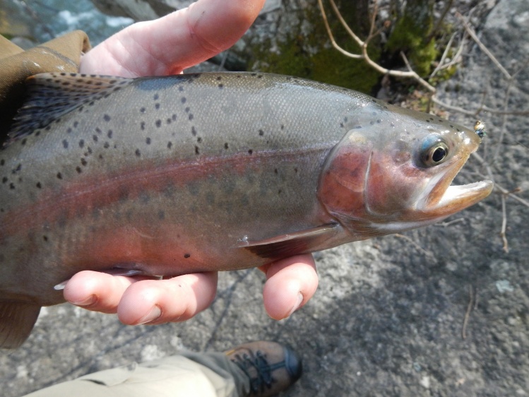 17 inch rainbow where the average is only 6 inches!