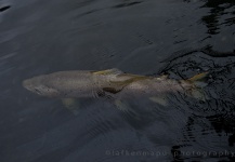 Alex Habibeh 's Fly-fishing Image of a Brown trout – Fly dreamers 