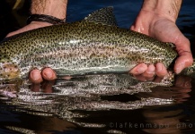 Alex Habibeh 's Fly-fishing Pic of a Rainbow trout – Fly dreamers 