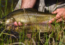 Fly-fishing Pic of Brook trout shared by Alex Habibeh – Fly dreamers 