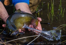 Great Fly-fishing Picture by Alex Habibeh 