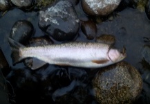  Foto de Pesca con Mosca de Trucha arcoiris por Maxi Erostarbe – Fly dreamers 