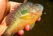 Cory Zurcher 's Fly-fishing Image of a Pumpkinseed – Fly dreamers 