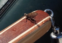 Great Fly-fishing Entomology Pic by Robert Gibbes 