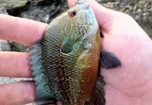 Peter Breeden 's Fly-fishing Image of a Sunfish – Fly dreamers 