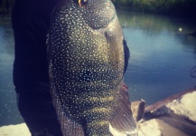Peter Breeden 's Fly-fishing Pic of a Texas Cichlid - Rio Grande Cichlid – Fly dreamers 