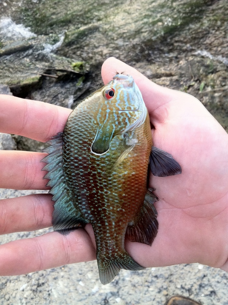 Longear sunfish.  Stream near Forney, TX