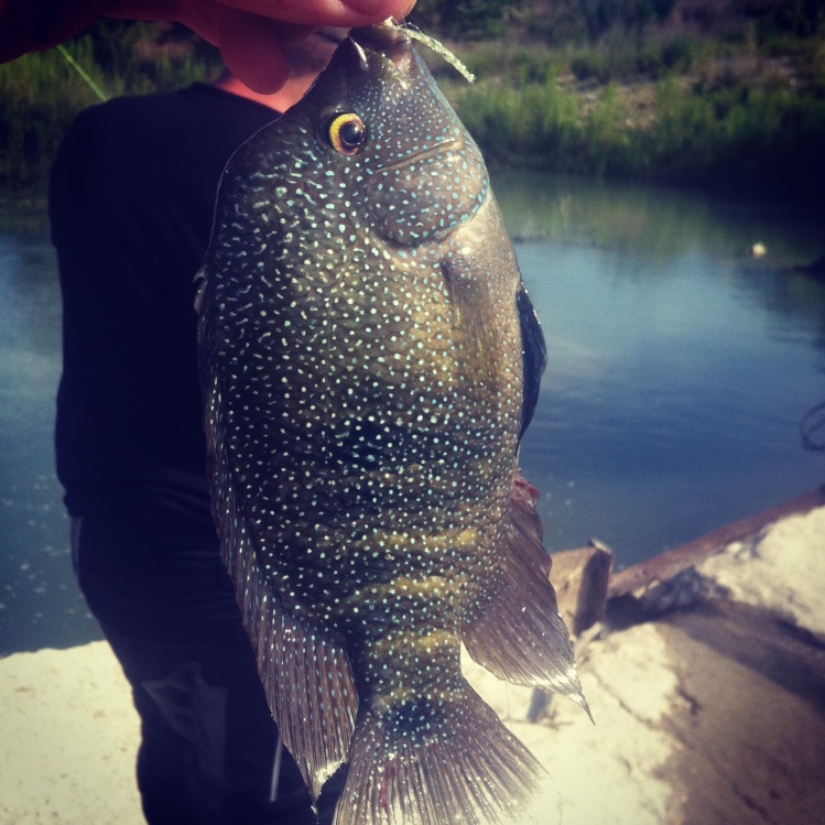 Peter Breeden S Fly Fishing Pic Of A Texas Cichlid Rio Grande Cichlid Fly Dreamers