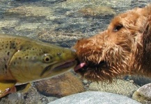 Fly fishing in NZ