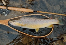 Michael Csmereka 's Fly-fishing Photo of a Brown trout – Fly dreamers 