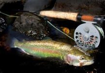  Foto de Pesca con Mosca de Trucha arcoiris compartida por Dennis Perko Jr – Fly dreamers