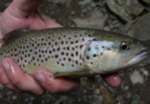  Fotografía de Pesca con Mosca de German brown por Dennis Perko Jr – Fly dreamers 