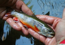  Fotografía de Pesca con Mosca de Trucha de arroyo o fontinalis compartida por Dennis Perko Jr – Fly dreamers