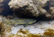  Mira esta Genial fotografía de Pesca con Mosca de Branko Bačelič NF