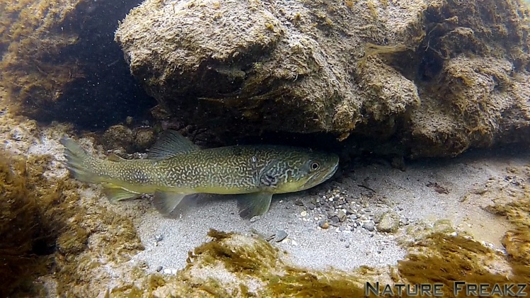 Marble Trout of Slovenia