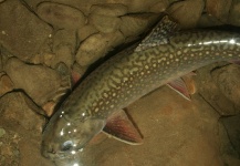 Dennis Perko Jr 's Fly-fishing Photo of a brook charr – Fly dreamers 