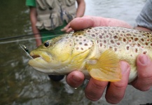 Dennis Perko Jr 's Fly-fishing Picture of a German brown – Fly dreamers 