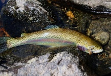 Fly-fishing Pic of Rainbow trout shared by Dennis Perko Jr – Fly dreamers 