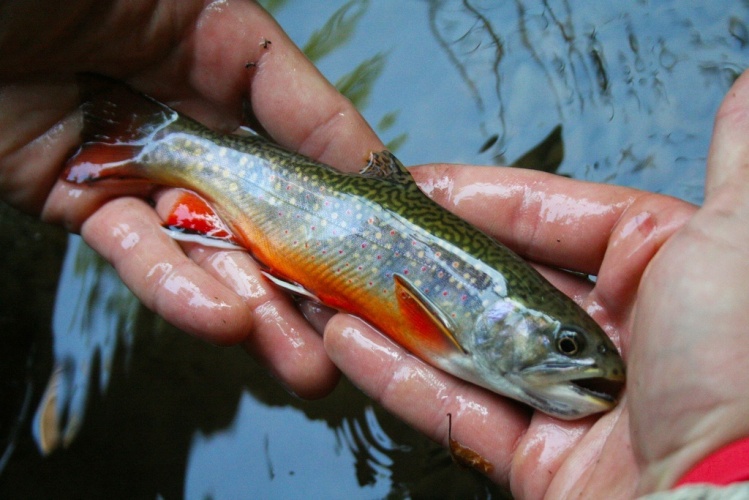 The caring hands of a fisherman. Brook trout