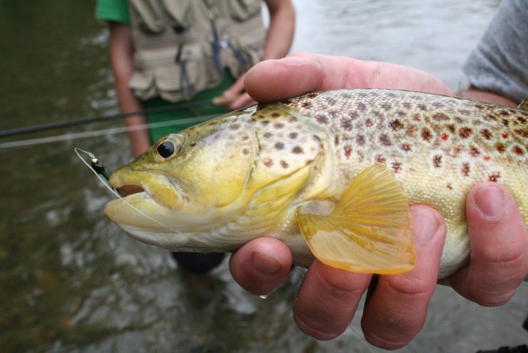 Brown on a Green Copper John in Lewistown MT